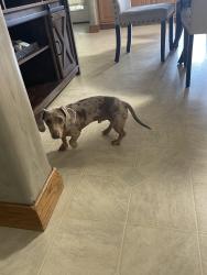 Found/Stray Male Dog last seen Old Philadelphia pike, Lancaster County, PA 17562