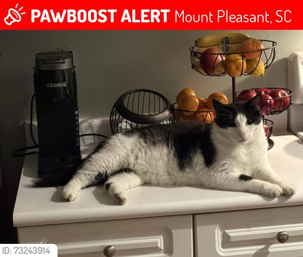 Lost Male Cat last seen NA, Mount Pleasant, SC 29466