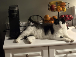 Lost Male Cat last seen NA, Mount Pleasant, SC 29466