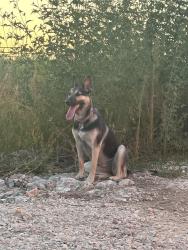 Found/Stray Unknown Dog last seen Aledo Lona and markum ranch, Fort Worth, TX 76008