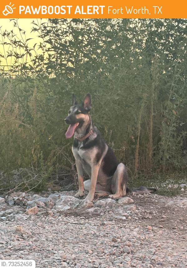 Found/Stray Unknown Dog last seen Aledo Lona and markum ranch, Fort Worth, TX 76008