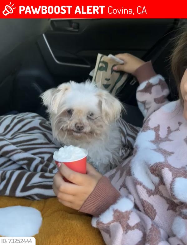 Lost Female Dog last seen Grand and Covina Blvd, Covina, CA 91722