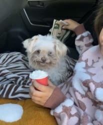 Lost Female Dog last seen Grand and Covina Blvd, Covina, CA 91722