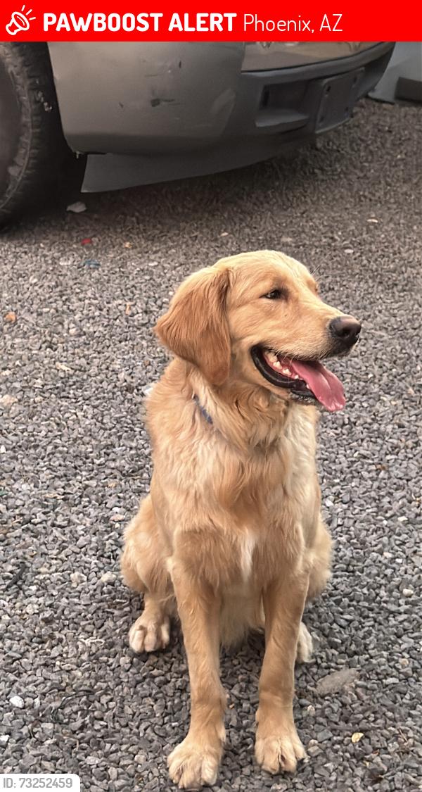 Lost Male Dog last seen 24th street and broadway, Phoenix, AZ 85040