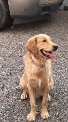 Lost Male Dog last seen 24th street and broadway, Phoenix, AZ 85040
