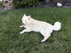 Found/Stray Female Dog last seen Victoria park, Carson, CA 90746