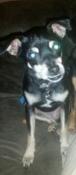 Lost Female Dog last seen Topeka Kansas, Topeka, KS 66619