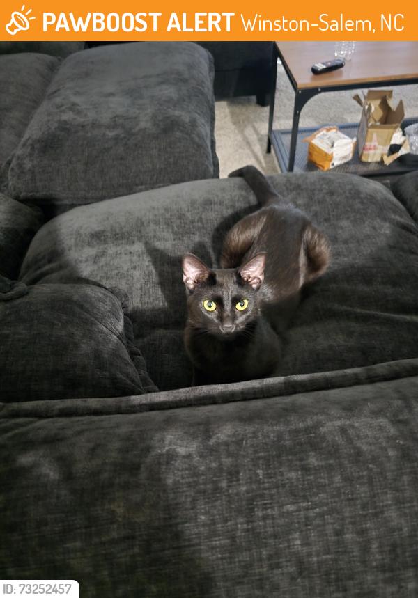 Found/Stray Male Cat last seen Near village crossing ln, Winston-Salem, Winston-Salem, NC 27104