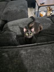 Found/Stray Male Cat last seen Near village crossing ln, Winston-Salem, Winston-Salem, NC 27104