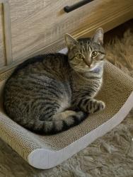 Reunited Male Cat last seen Driveway to apmts in between the properties, Santa Ana, CA 92705