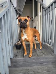 Reunited Female Dog last seen Near Merrill St, Santa Cruz, CA 95062, USA, Santa Cruz, CA 95062