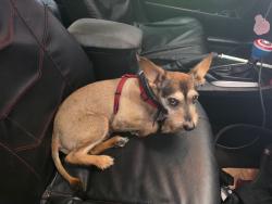 Found/Stray Male Dog last seen Mission Inn, Colton, CA 92324