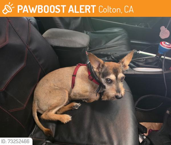 Found/Stray Male Dog last seen Mission Inn, Colton, CA 92324
