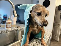 Lost Female Dog last seen Near Fitzroy lane, Fate, TX, Fate, TX 75189