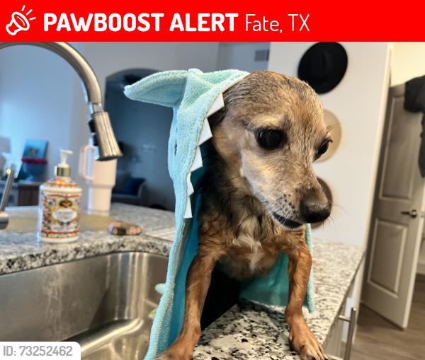 Lost Female Dog last seen Near Fitzroy lane, Fate, TX, Fate, TX 75189