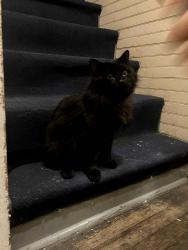 Found/Stray Unknown Cat last seen N Pine Ave and Western, Albany, NY 12203