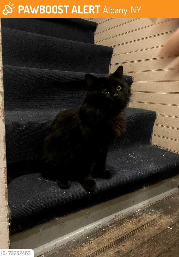 Found/Stray Unknown Cat last seen N Pine Ave and Western, Albany, NY 12203