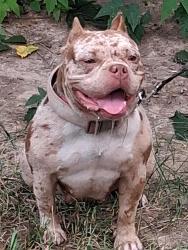 Lost Female Dog last seen Frayser Blvd at steele, Memphis, TN 38127