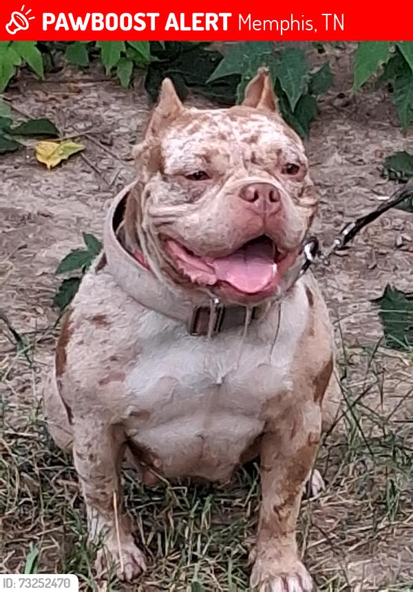 Lost Female Dog last seen Frayser Blvd at steele, Memphis, TN 38127