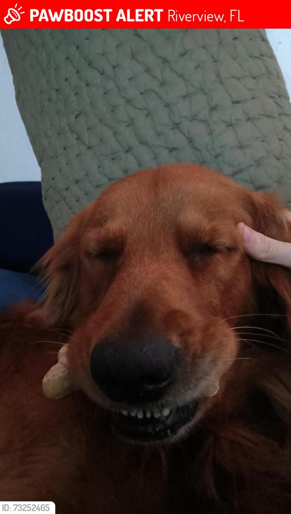 Lost Male Dog last seen At my home, Riverview, FL 33578