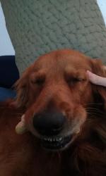 Lost Male Dog last seen At my home, Riverview, FL 33578