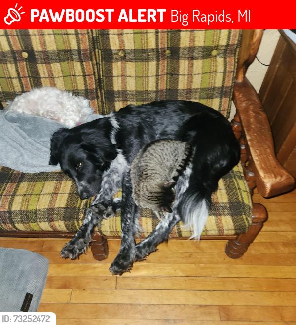Lost Female Dog last seen Northland and Baldwin, Big Rapids, MI 49307