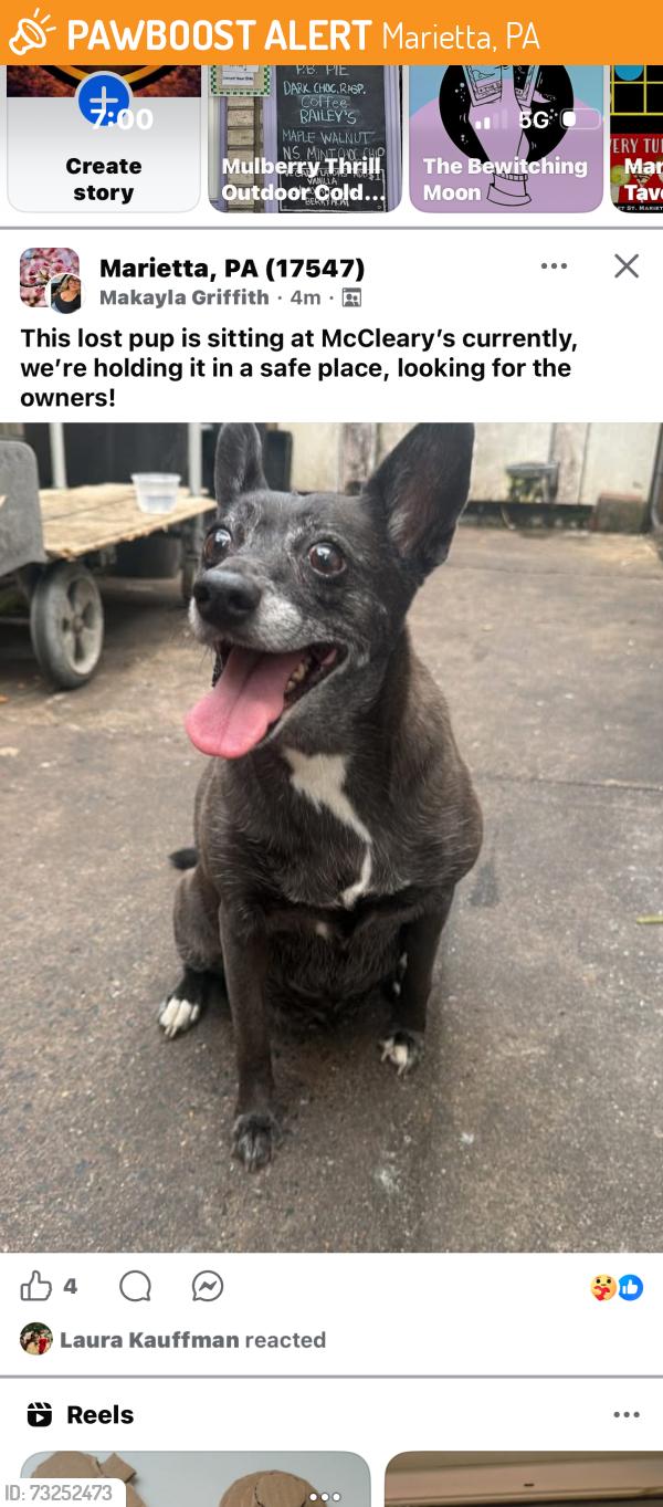 Found/Stray Female Dog last seen McClearys Pub, Marietta, PA 17547