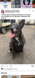 Found/Stray Female Dog last seen McClearys Pub, Marietta, PA 17547