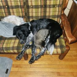 Lost Female Dog last seen Northland and Baldwin, Big Rapids, MI 49307