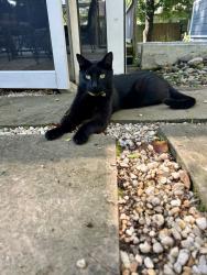 Reunited Male Cat last seen Frederick Road, Catonsville, MD 21228