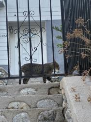 Found/Stray Unknown Cat last seen Ave 54, Los Angeles, CA 90042