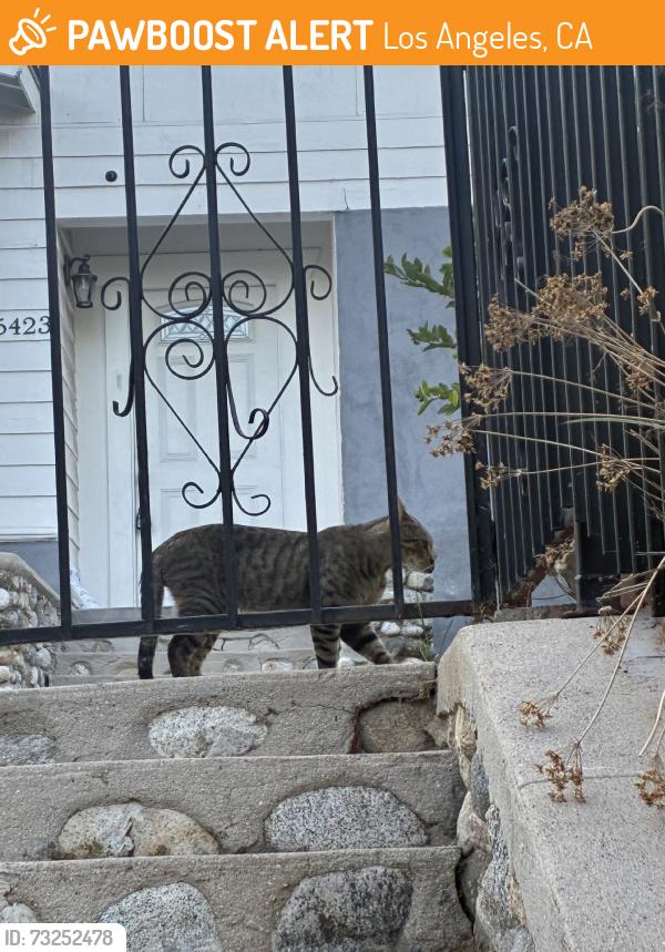 Found/Stray Unknown Cat last seen Ave 54, Los Angeles, CA 90042