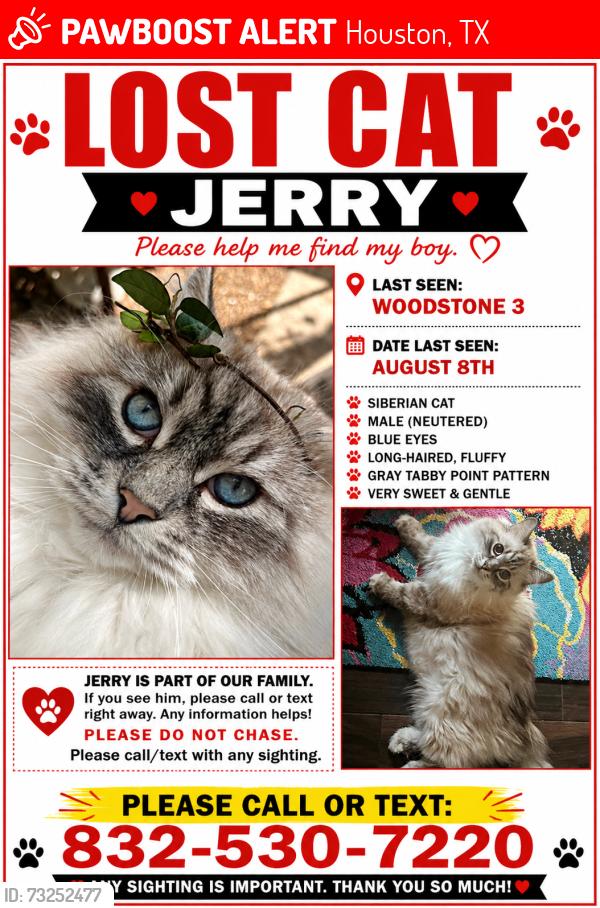 Lost Male Cat last seen Memorial and Gessner, Houston, TX 77024