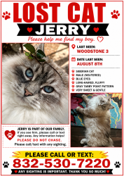 Lost Male Cat last seen Memorial and Gessner, Houston, TX 77024