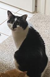 Lost Female Cat last seen Wilderness park, Bakersfield, CA 93313