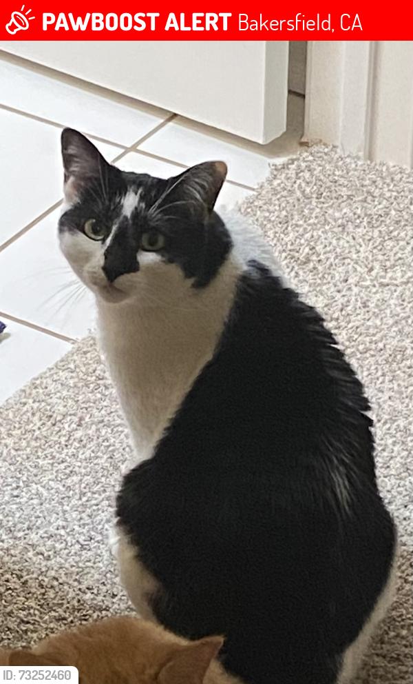 Lost Female Cat last seen Wilderness park, Bakersfield, CA 93313