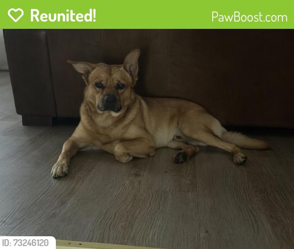 Reunited Male Dog last seen Farmington Blvd, Tampa, FL 33625
