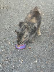 Found/Stray Female Cat last seen Meekland park, Hayward, CA 94541