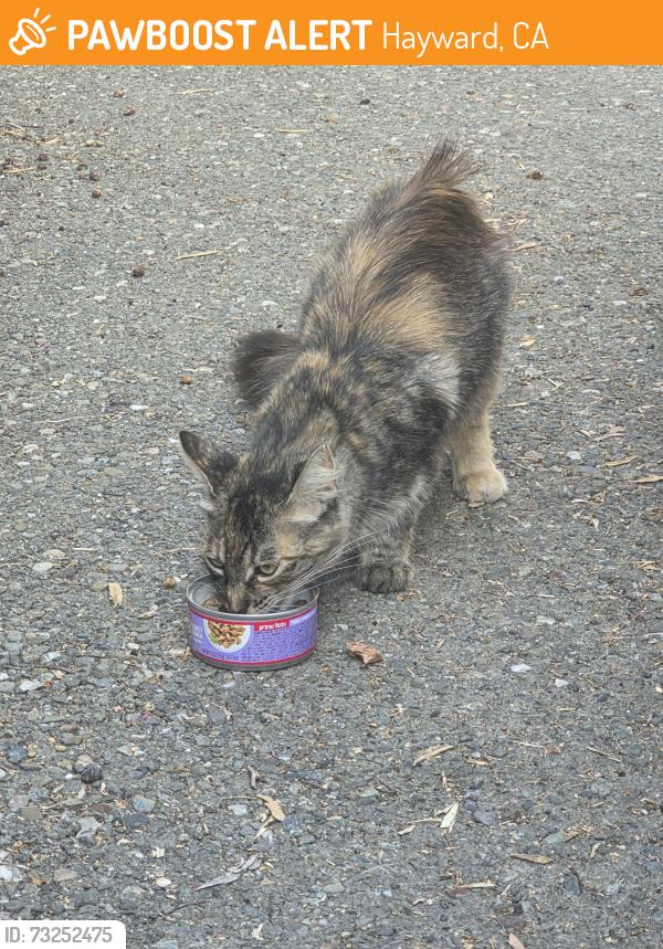 Found/Stray Female Cat last seen Meekland park, Hayward, CA 94541