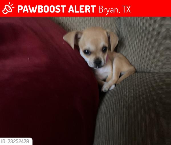 Lost Female Dog last seen Wilkes st Bryan tx 77803, Bryan, TX 77803