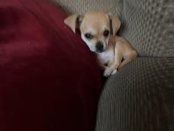 Lost Female Dog last seen Wilkes st Bryan tx 77803, Bryan, TX 77803