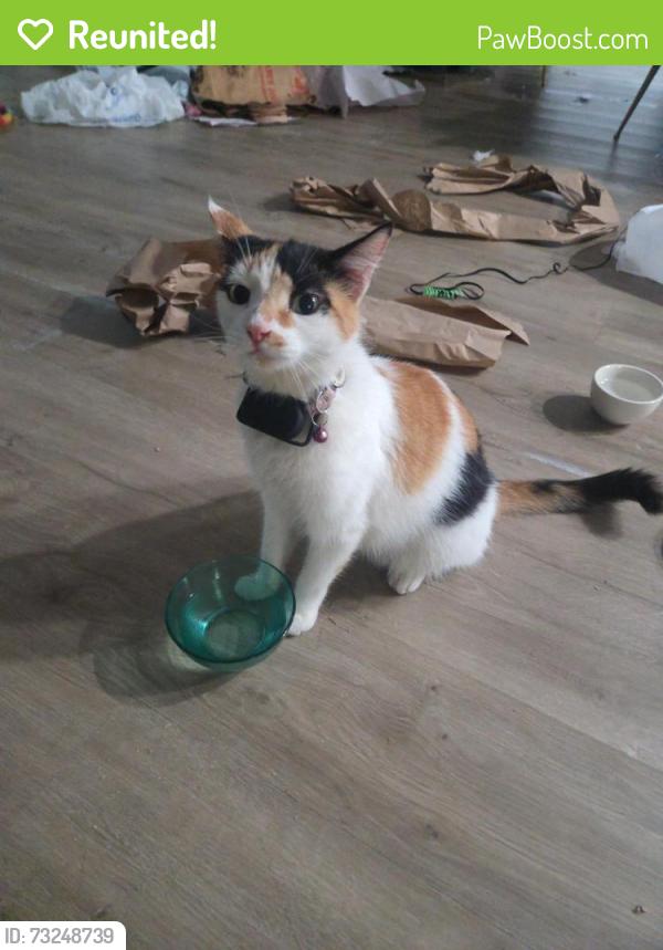 Reunited Female Cat last seen Alabonson and chrystell lane, Houston, TX 77092