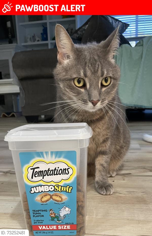 Lost Female Cat last seen Near Elm Avenue & Brooks ST SE, Fort Walton Beach, FL 32548