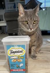 Lost Female Cat last seen Near Elm Avenue & Brooks ST SE, Fort Walton Beach, FL 32548