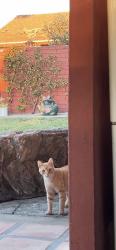 Reunited Male Cat last seen Kirker Pass, Concord, CA 94517
