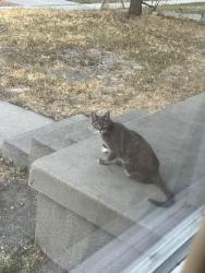 Found/Stray Unknown Cat last seen N 900 W and W 500 N, Salt Lake City, UT 84116