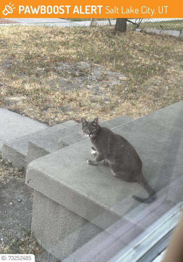 Found/Stray Unknown Cat last seen N 900 W and W 500 N, Salt Lake City, UT 84116