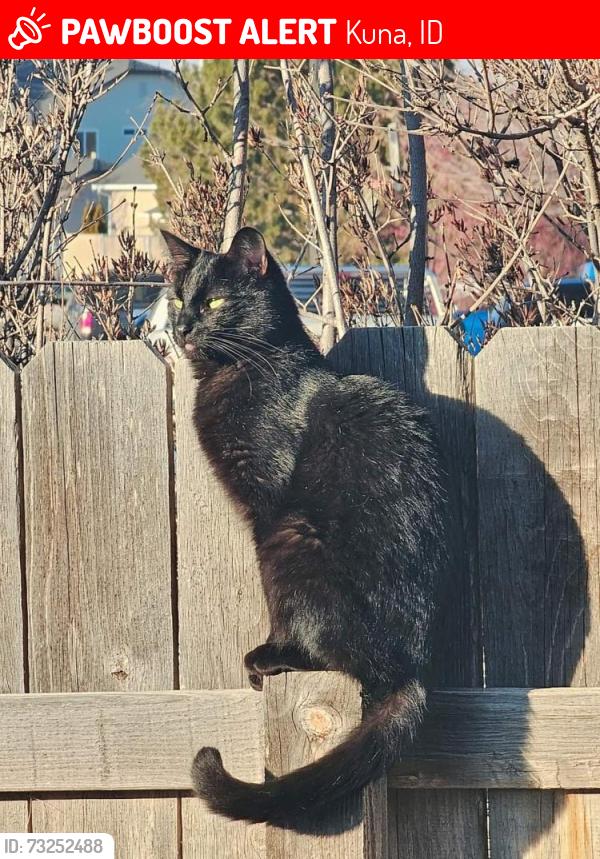 Lost Male Cat last seen Tensile and deerflat, Kuna, ID 83634