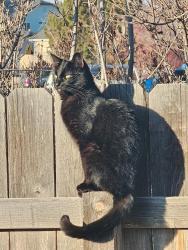 Lost Male Cat last seen Tensile and deerflat, Kuna, ID 83634
