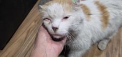 Reunited Male Cat last seen Cherry, Fontana, CA 92335